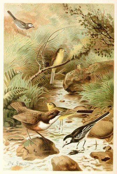 Dipper, Pied Wagtail and Yellow Wagtail