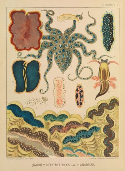 Barrier Reef Molluscs and Planarians