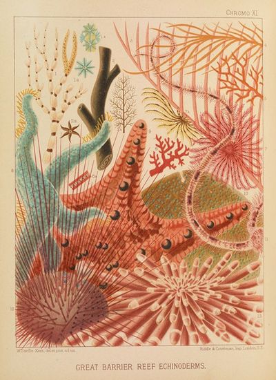 Great Barrier Reef Echinoderms