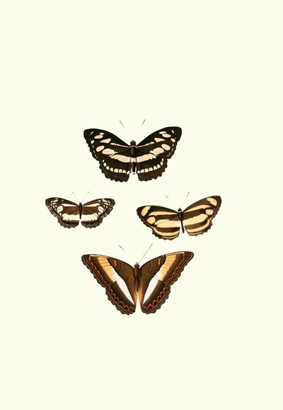 The genera of diurnal lepidoptera pl03