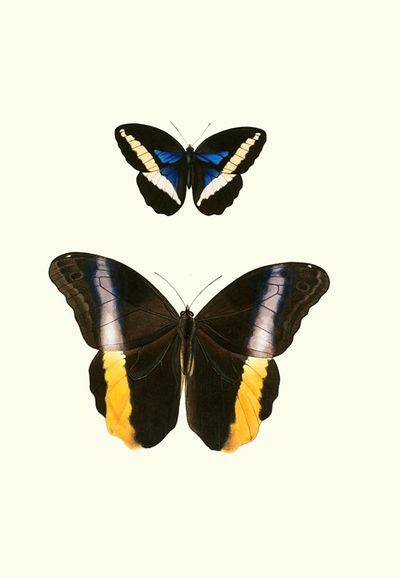 The genera of diurnal lepidoptera pl25