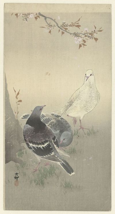 Three tame pigeons