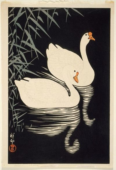 White Chinese Geese Swimming By Reeds