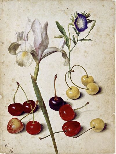 Spanish iris, morning glory, and cherries