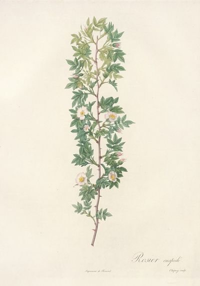 Rosa Aciphylla