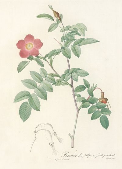 Rosa Alpina Pendulina