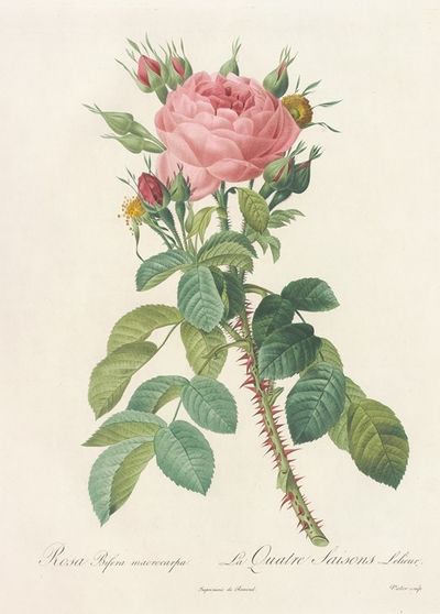 Rosa Bifera Macrocarpa