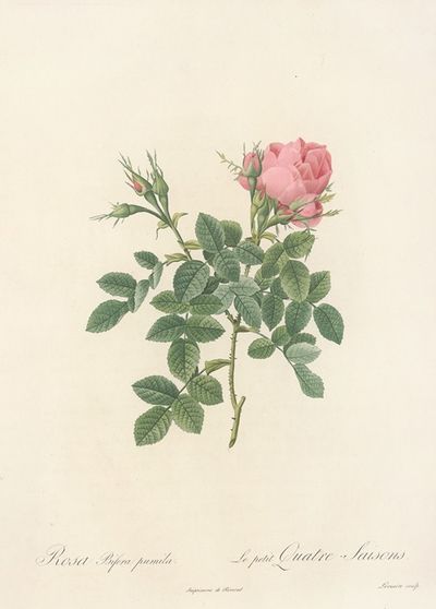 Rosa Bifera Pumila