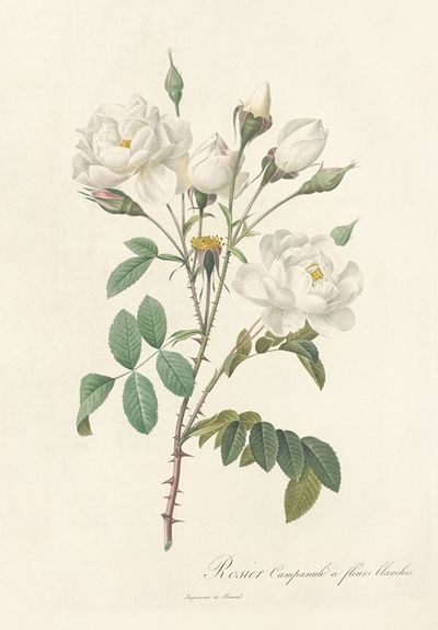 Rosa Campanulata Alba