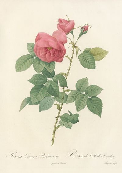 Rosa Canina Burboniana