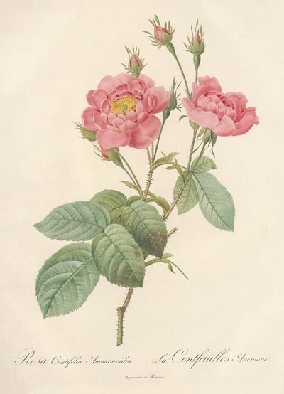 Rosa Centifolia Anemonoides
