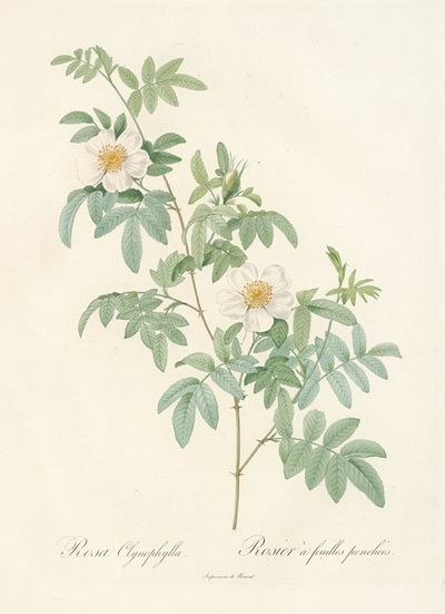 Rosa Clynophylla