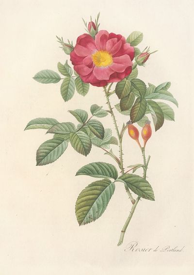 Rosa Damascena Coccinea