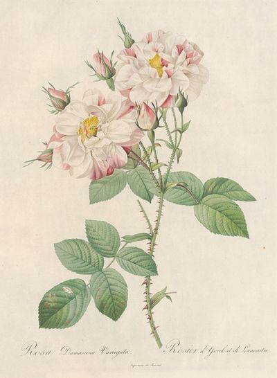 Rosa Damascena Variegata