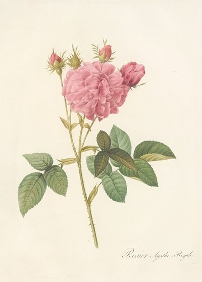 Rosa Gallica Agatha (Var. Regalis)