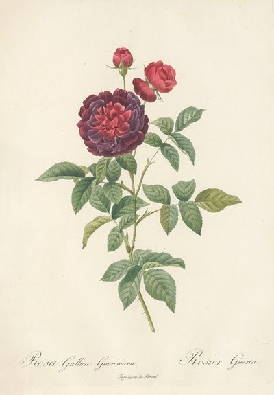 Rosa Gallica Gueriniana
