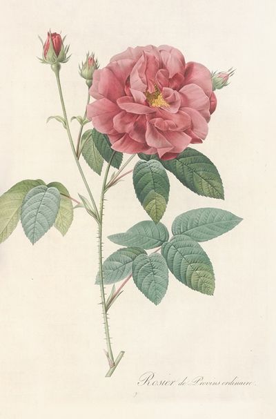 Rosa Gallica Officinalis