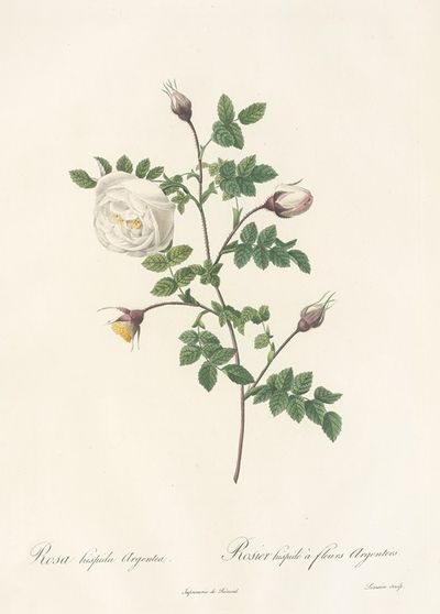 Rosa Hispida Argentea