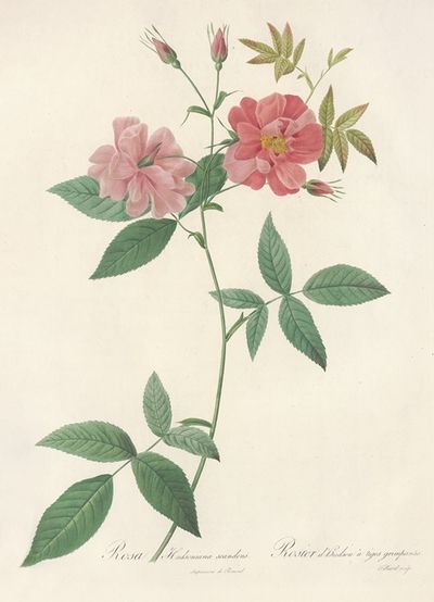 Rosa Hudsoniana Scandens