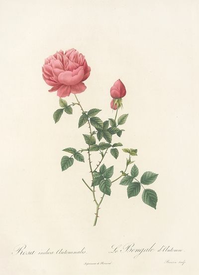 Rosa Indica Automnalis
