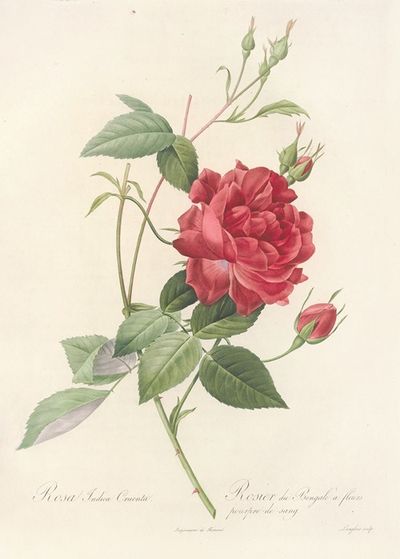 Rosa Indica Cruenta