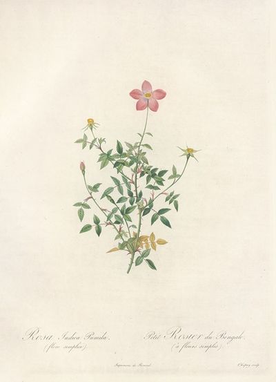 Rosa Indica Pumila (Flore Simplici)