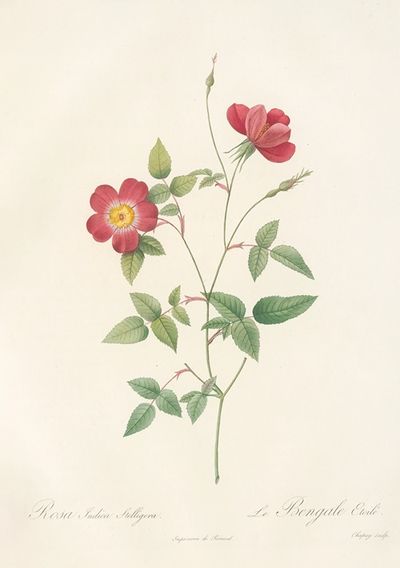 Rosa Indica Stelligera