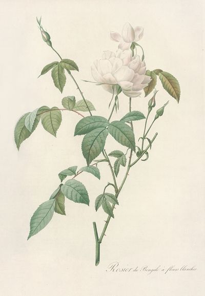 Rosa Indica Subalba