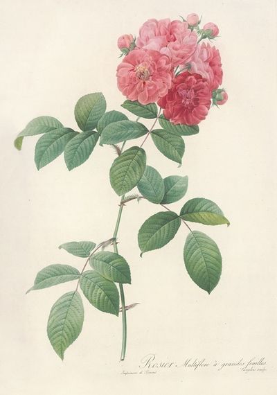 Rosa Multiflora Platyphylla