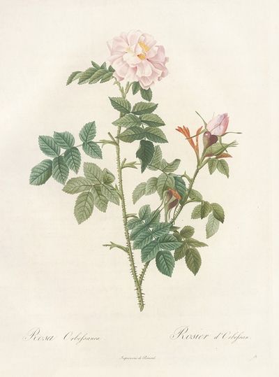 Rosa Orbessanea
