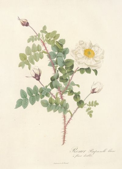 Rosa Pimpinellifolia Alba Flore Multiplici