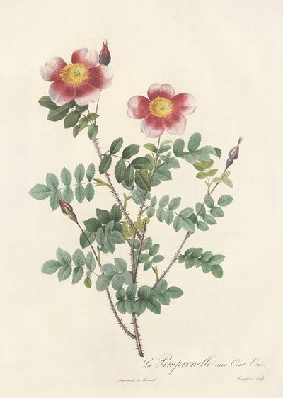 Rosa Pimpinellifolia Flore Variegato
