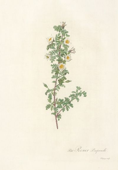 Rosa Pimpinellifolia Pumila