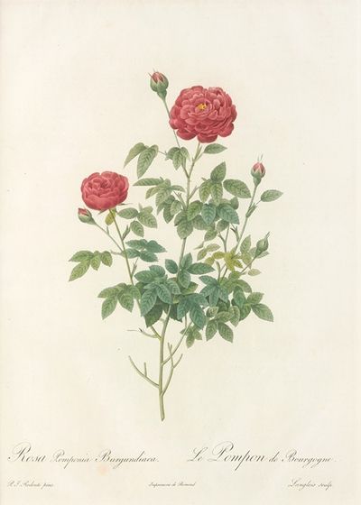 Rosa Pomponia Burgundiaca