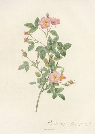 Rosa Pomponia Flore Subsimplici