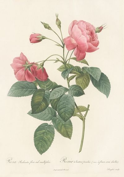 Rosa Reclinata Flore Sub Multiplici