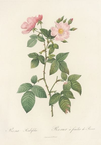 Rosa Rubifolia