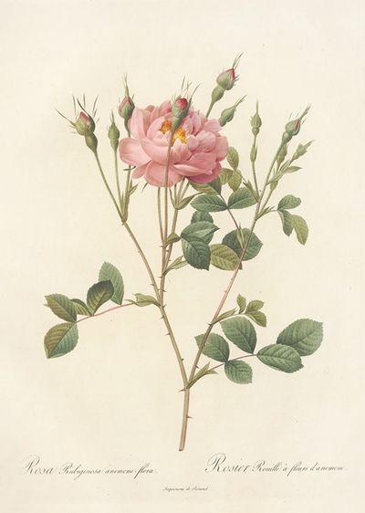 Rosa Rubiginosa Anemone-Flora