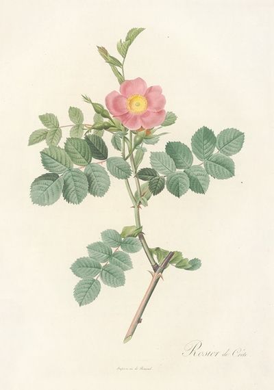 Rosa Rubiginosa Cretica