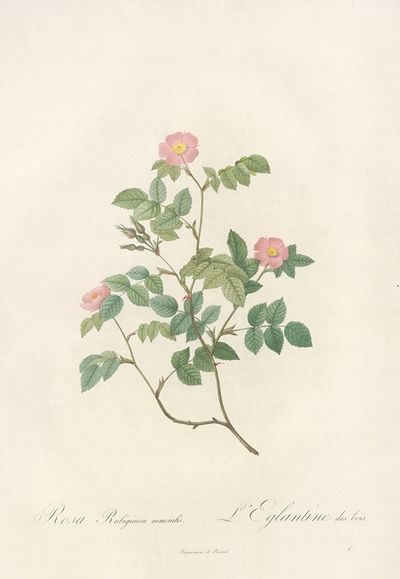 Rosa Rubiginosa Nemoralis