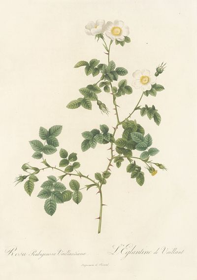 Rosa Rubiginosa Vaillantiana