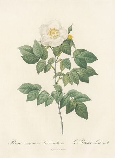 Rosa Sempervirens Leschenaultiana
