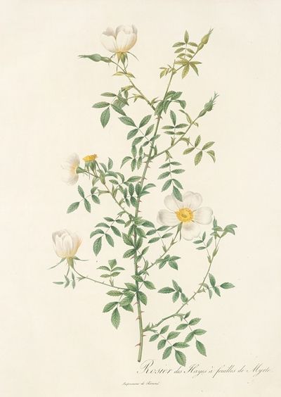 Rosa Sepium Myrti Folia