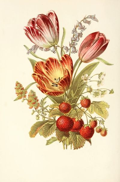 Strawberry, Mignonette, Blue Bell, Tulip