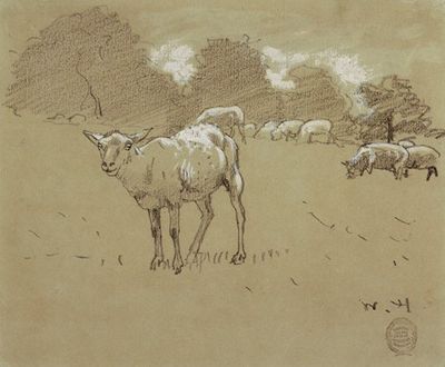 田间放牧的绵羊