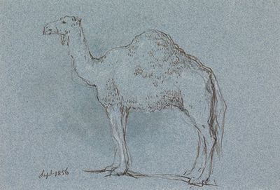 《骆驼》，面朝左，1856年9月