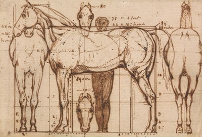 马的解剖学习作