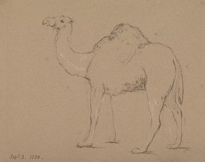 《骆驼》，面朝左，1850年9月3日
