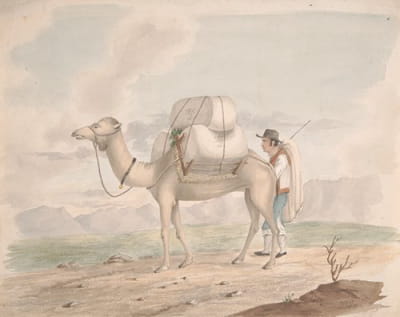 装载的骆驼