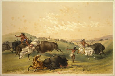 水牛狩猎；众多群体